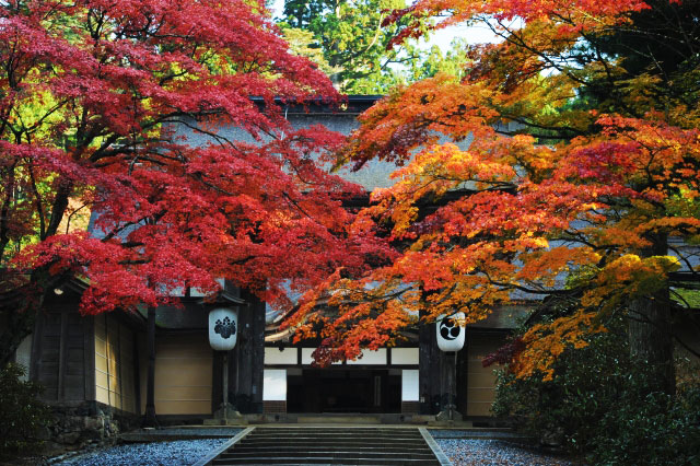 高野山の紅葉